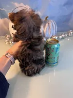 Mavis-Teacup Chocolate Merle Female , a female Yorkshire Terrier for sale in Selmer, TN – 8 of 9