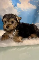 Teacup Zeus , a male Yorkshire Terrier for sale in Selmer, TN – 4 of 10