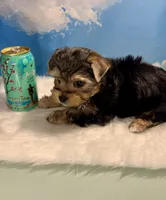 Teacup Winston, a male Yorkshire Terrier for sale in Selmer, TN – 9 of 10