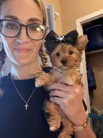Mavis-Teacup Chocolate Merle Female , a female Yorkshire Terrier for sale in Selmer, TN – 6 of 9