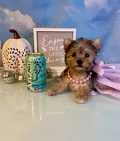 Mavis-Teacup Chocolate Merle Female , a female Yorkshire Terrier for sale in Selmer, TN – 2 of 9