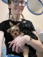 Bitty- Teacup KB Black Female, a female Yorkshire Terrier for sale in Selmer, TN – 9 of 9