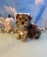 Fancy- Female Chocolate Merle , a male Yorkshire Terrier for sale in Selmer, TN – 3 of 10