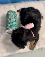 Tiny Teacup Athena , a female Yorkshire Terrier for sale in Selmer, TN – 6 of 10