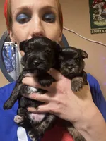 Tiny Teacup Athena , a female Yorkshire Terrier for sale in Selmer, TN – 5 of 9