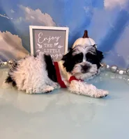 Brody Teacup Yorkie (1/4th Maltese) , a male Maltese and Yorkshire Terrier for sale in Selmer, TN – 8 of 10