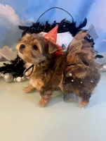 Fancy- Female Chocolate Merle , a male Yorkshire Terrier for sale in Selmer, TN – 1 of 10