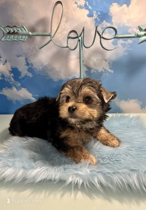 Teacup Zeus  – Yorkshire Terrier puppy for sale in Selmer, TN