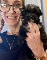 Bitty- Teacup KB Black Female, a female Yorkshire Terrier for sale in Selmer, TN – 2 of 9