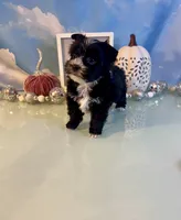 Fergie KB Black Female  , a female Yorkshire Terrier for sale in Selmer, TN – 3 of 10