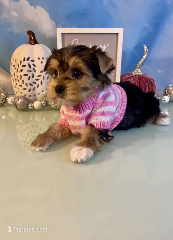 Bailey Female – Yorkshire Terrier puppy for sale in Selmer, TN