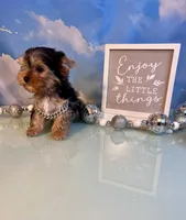 Milo- Teacup Chocolate Merle Male, a male Yorkshire Terrier for sale in Selmer, TN – 6 of 8