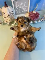 Fancy- Female Chocolate Merle , a male Yorkshire Terrier for sale in Selmer, TN – 8 of 10