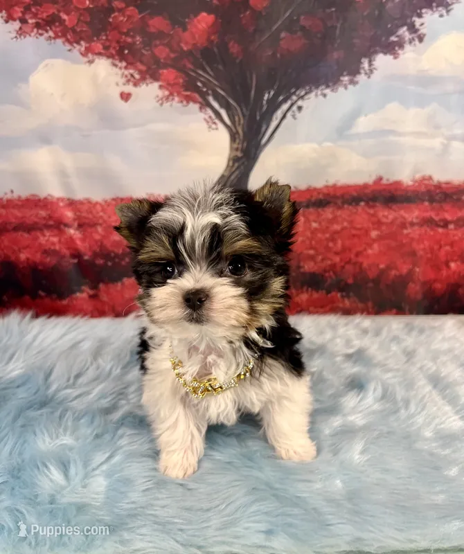 CKC Tiny Twinkie (3.5lb)