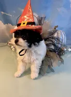 Zenna- Parti Teacup Female, a female Maltese and Yorkshire Terrier for sale in Selmer, TN – 7 of 8