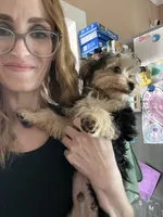 Teacup Zeus , a male Yorkshire Terrier for sale in Selmer, TN – 2 of 10