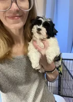 Beau Teacup Yorkie (1/4th Maltese), a male Maltese and Yorkshire Terrier for sale in Selmer, TN – 2 of 10