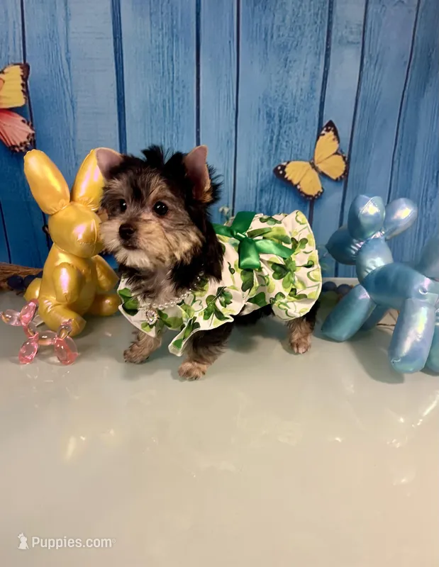 CKC Champ Bloodline Chloé