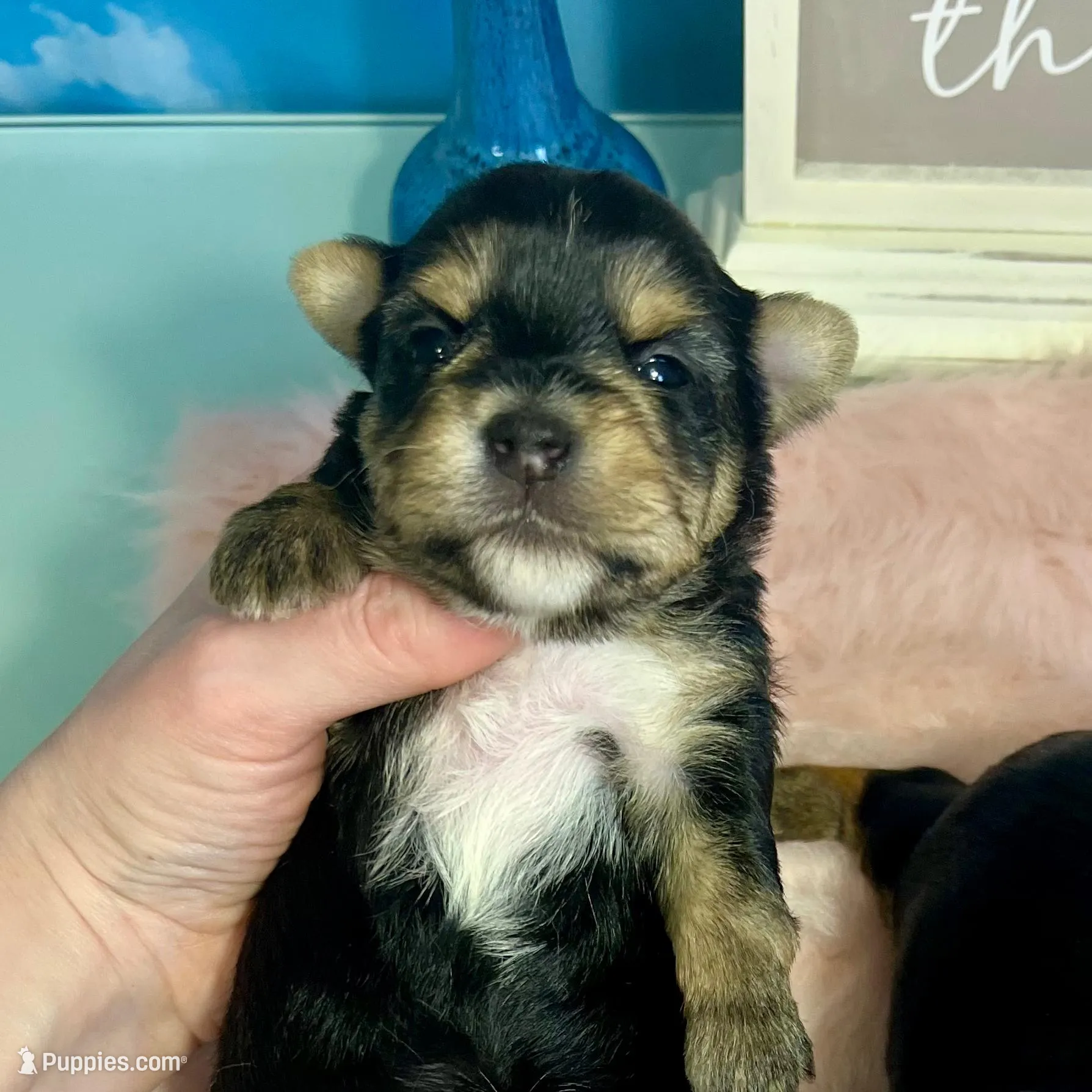 CKC Champ Bloodline Chloé, a female Yorkshire Terrier for sale in Selmer, TN – Photo 7 of 10