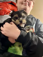 CKC Champ Bloodline Chloé, a female Yorkshire Terrier for sale in Selmer, TN – Photo 5 of 10