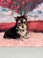 CKC Champ Bloodline Chloé, a female Yorkshire Terrier for sale in Selmer, TN – Photo 6 of 10