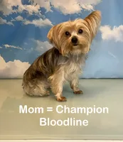 CKC Champ Bloodline Chloé, a female Yorkshire Terrier for sale in Selmer, TN – Photo 8 of 10