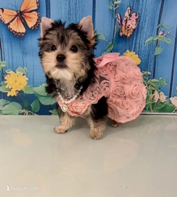 CKC Champ Bloodline Chloé – Yorkshire Terrier puppy for sale in Selmer, TN