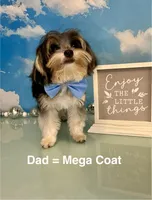 CKC Champ Bloodline Chloé, a female Yorkshire Terrier for sale in Selmer, TN – Photo 9 of 10