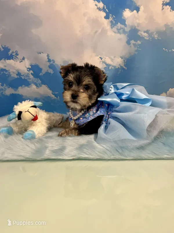 CKC Champ Bloodline Chloé