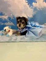 CKC Champ Bloodline Chloé, a female Yorkshire Terrier for sale in Selmer, TN – Photo 1 of 10