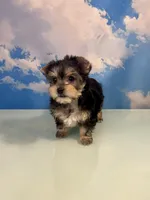 CKC Champ Bloodline Chloé, a female Yorkshire Terrier for sale in Selmer, TN – Photo 3 of 10