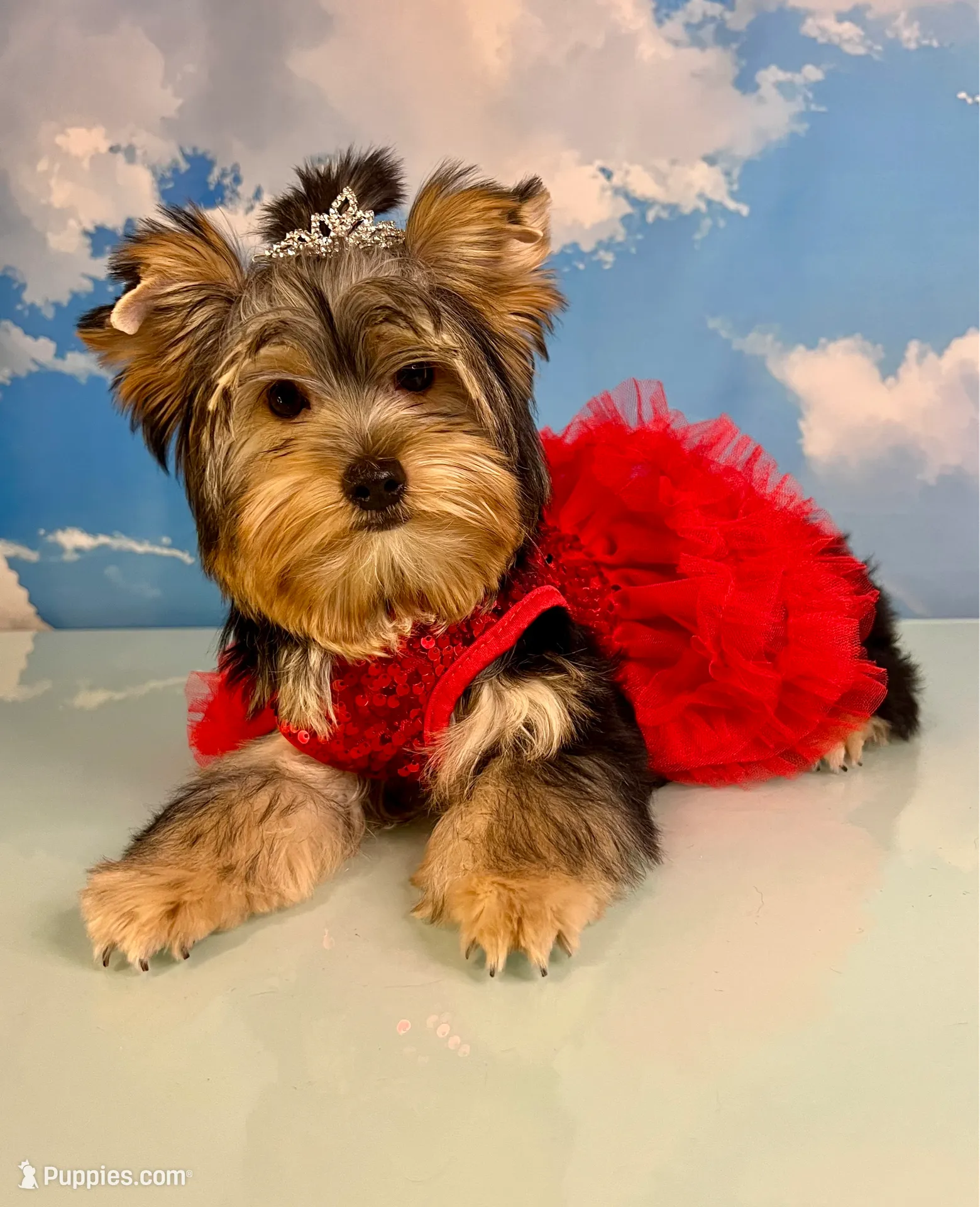 CKC Champ Bloodline Chloé, a female Yorkshire Terrier for sale in Selmer, TN – Photo 10 of 10
