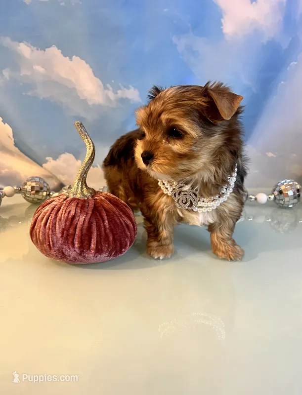 Fancy- Female Chocolate Merle  – Yorkshire Terrier puppy for sale in Selmer, TN