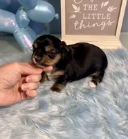 Champion Bloodline Blossom, a female Yorkshire Terrier for sale in Selmer, TN – Photo 10 of 10