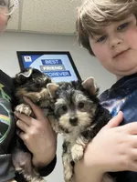 Champion Bloodline Blossom, a female Yorkshire Terrier for sale in Selmer, TN – Photo 9 of 10