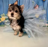 Champion Bloodline Blossom, a female Yorkshire Terrier for sale in Selmer, TN – Photo 3 of 10