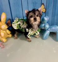Champion Bloodline Blossom, a female Yorkshire Terrier for sale in Selmer, TN – Photo 4 of 10