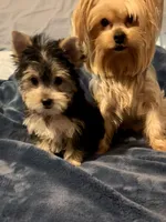 Champion Bloodline Blossom, a female Yorkshire Terrier for sale in Selmer, TN – Photo 8 of 10