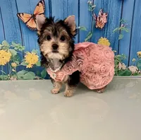 Champion Bloodline Blossom, a female Yorkshire Terrier for sale in Selmer, TN – Photo 5 of 10