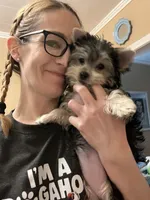 Champion Bloodline Blossom, a female Yorkshire Terrier for sale in Selmer, TN – Photo 6 of 10