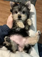 Champion Bloodline Blossom, a female Yorkshire Terrier for sale in Selmer, TN – Photo 7 of 10