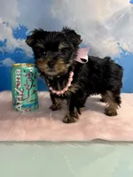 Tiny Teacup Athena , a female Yorkshire Terrier for sale in Selmer, TN – 2 of 10