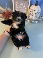 Fergie KB Black Female  , a female Yorkshire Terrier for sale in Selmer, TN – 10 of 10