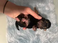 Teacup Zeus , a male Yorkshire Terrier for sale in Selmer, TN – 6 of 10
