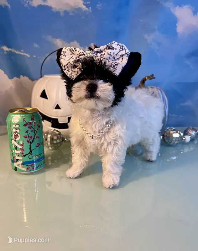 Zenna- Parti Teacup Female – Maltese, Yorkshire Terrier puppy for sale in Selmer, TN