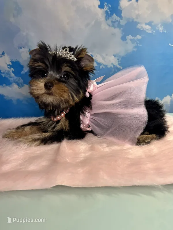 Tiny Teacup Athena  – Yorkshire Terrier puppy for sale in Selmer, TN