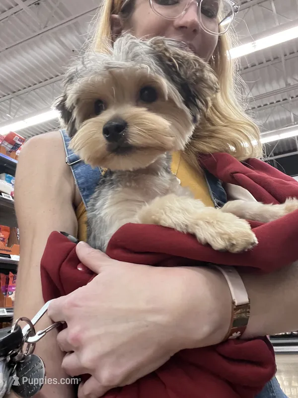 Teacup Winston – Yorkshire Terrier puppy for sale in Selmer, TN