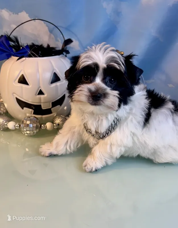 Brody Teacup Yorkie (1/4th Maltese)  – Maltese, Yorkshire Terrier puppy for sale in Selmer, TN