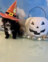 Fergie KB Black Female  , a female Yorkshire Terrier for sale in Selmer, TN – 7 of 10