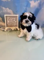 Brody Teacup Yorkie (1/4th Maltese) , a male Maltese and Yorkshire Terrier for sale in Selmer, TN – 5 of 10